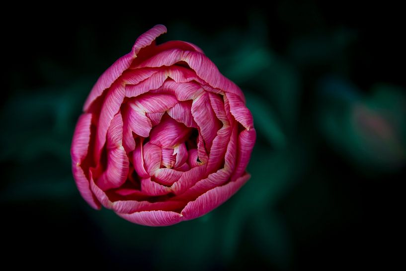 Roze bloem van shanine Roosingh