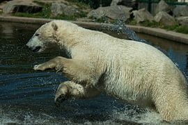 Ijsbeer von Renate Peppenster