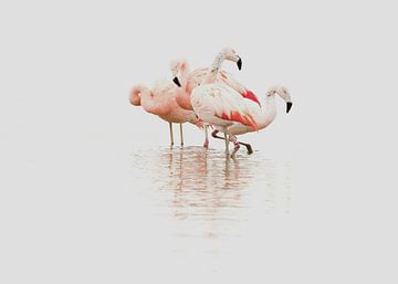 Flamingo von Incanto Images