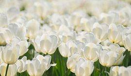 Wit, wit en wit von Karin Tebes