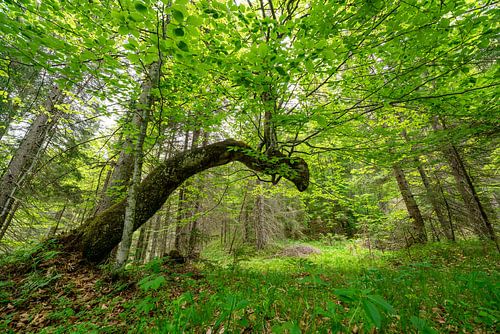 Bladverliezende boom met weelderig groen