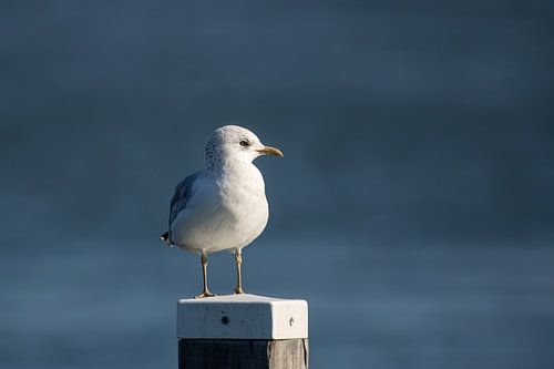 The little gull on the lookout
