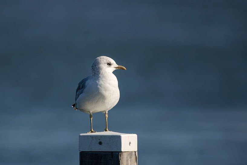 Die kleine Möwe auf der Lauer von Anoeska Fotografie