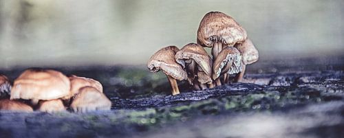 Herfst tafereel met porseleinzwam