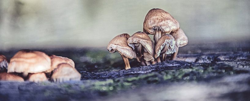 Herbstliche Pilze von Marcel van Kan