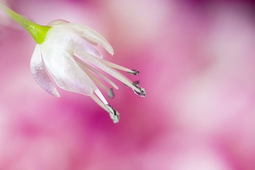 Wit op fuchsia