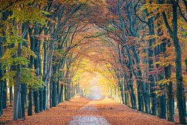 Beech Avenue mit warmen Herbstfarben von Friso Schinkel