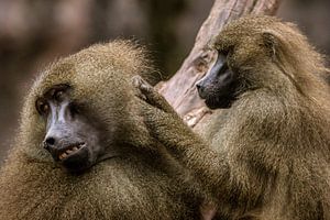 Singe sur Larsphotografie