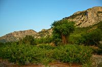 Die felsige, aber grüne Berglandschaft an der Mittelmeerküste Spaniens