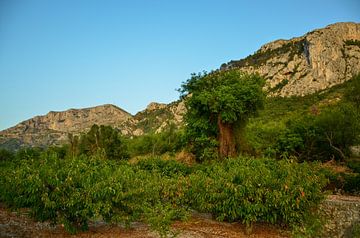 Het rotsachtige maar groene berglandschap aan de Middellandse Zeekust van Spanje van LuCreator