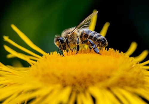 Macro d'une abeille sur une fleur jaune
