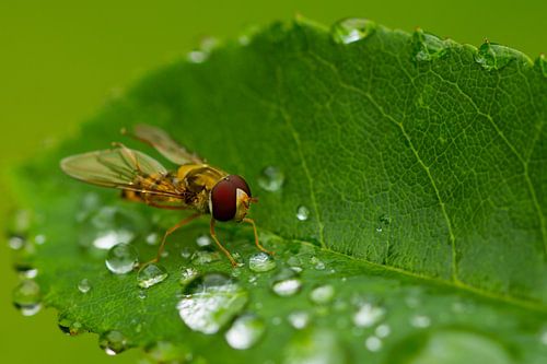 Durstige Schwebfliege