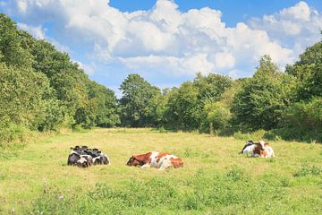 Een kudde rustende, herkouwende, melkkoeien in een kleinschalig landschap
