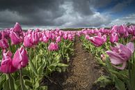bulbs field with tulips by Gonnie van de Schans thumbnail