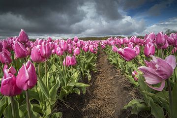 bulbs field with tulips by Gonnie van de Schans