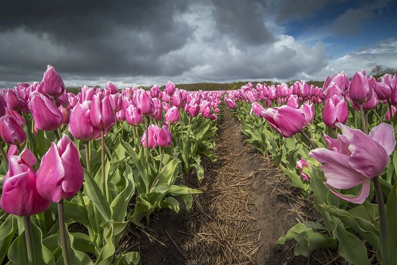 roze tulpenveld van Gonnie van de Schans