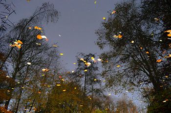 Verlichte herfstbladeren