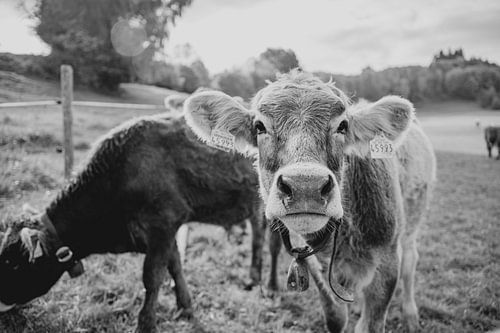 Schattige koeien in de Allgäu in zwart-wit