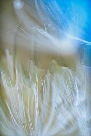 Macro shots of dandelion fluff by Wim Keessen