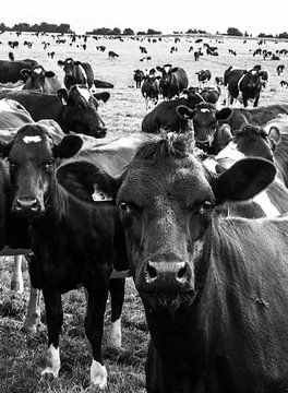 Koeien in de wei, Nieuw-Zeeland van J V