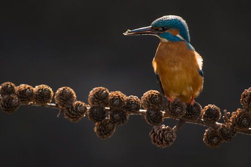 Eisvogel auf Fichtenzweig im Wurf