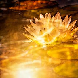 Lotusbloem in magisch licht van Helga Blanke