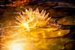 Lotusblume in magischem Licht
