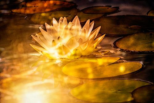Lotusbloem in magisch licht van Helga Blanke