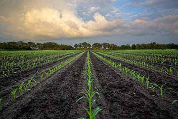 Jonge maisplanten onder zomers wolkendek