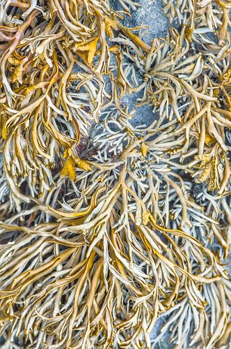 Seaweed along the coast in Norway
