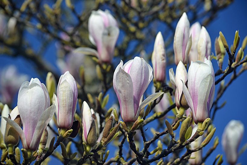 Bloeiende magnolia van JTravel