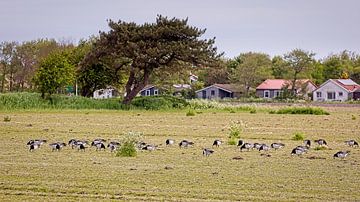 Grazing geese on Schiermonnikoog by Rob Boon