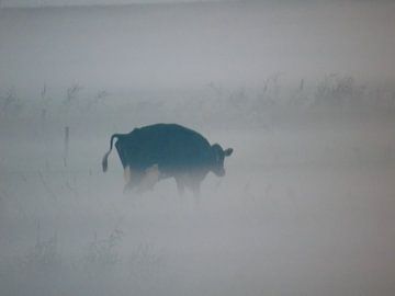 Koe in de mist van Anita van Gendt