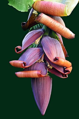 Bananenstaude mit Bananenherz