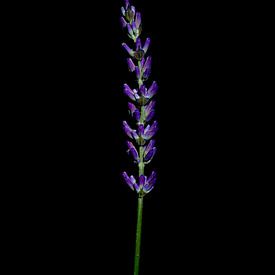 Lavendel von Zansu Fotografie