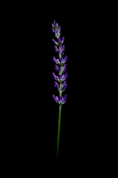Lavendel van Zansu Fotografie