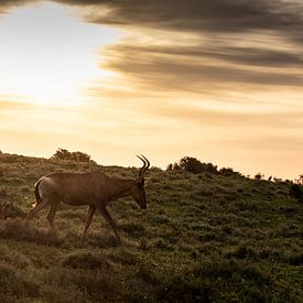 Sonnenuntergang von Photo By Nelis