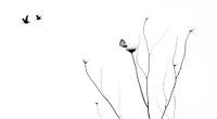 Minimalistisch stilleven met vogels en vlinders