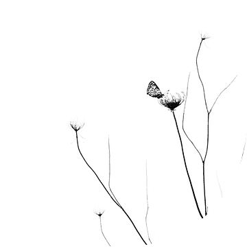 Minimalistisch stilleven met vogels en vlinders