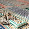 Straßenkatzen von Marrakech von Mariska Luth