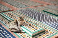 Streetcats of Marrakesh van Mariska Luth thumbnail