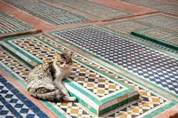 Streetcats of Marrakech