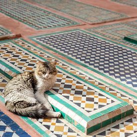 Streetcats of Marrakesh van Mariska Luth