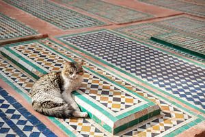 Streetcats of Marrakesh van Mariska Luth