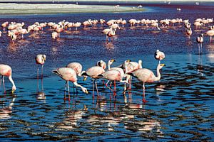 Die Flamingos der Laguna Colorada