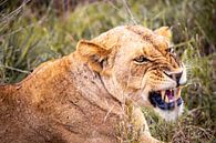 Leeuw, leeuwin toont haar tanden, safari in Afrika, Kenia van Fotos by Jan Wehnert thumbnail