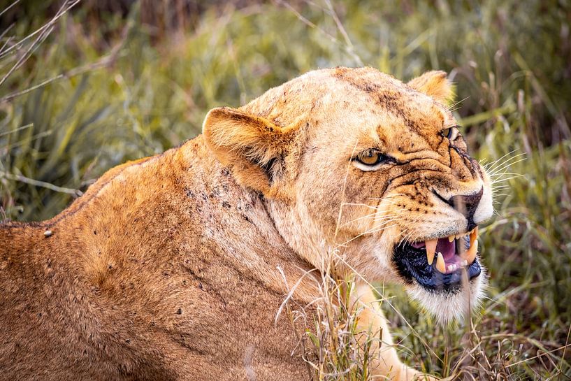 Leeuw, leeuwin toont haar tanden, safari in Afrika, Kenia van Fotos by Jan Wehnert