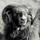 Aries, sheep. Portrait. by Helene van Rijn thumbnail