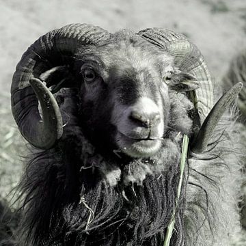 Aries, sheep. Portrait. by Helene van Rijn