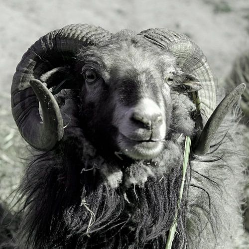 Widder, Schafe. Porträt.